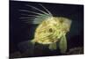 John Dory (Zeus Faber), Porthkerris Cove, Cornwall, England, UK, June-Linda Pitkin-Mounted Photographic Print