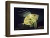 John Dory (Zeus Faber), Porthkerris Cove, Cornwall, England, UK, June-Linda Pitkin-Framed Photographic Print