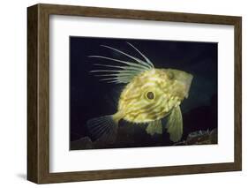 John Dory (Zeus Faber), Porthkerris Cove, Cornwall, England, UK, June-Linda Pitkin-Framed Photographic Print