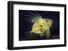 John Dory (Zeus Faber), Porthkerris Cove, Cornwall, England, UK, June-Linda Pitkin-Framed Photographic Print