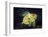 John Dory (Zeus Faber), Porthkerris Cove, Cornwall, England, UK, June-Linda Pitkin-Framed Photographic Print