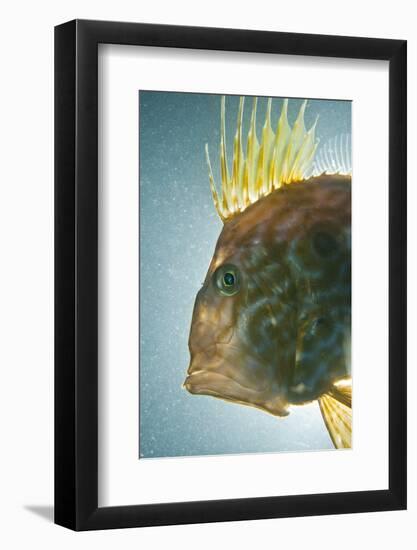 John Dory (Zeus Faber) Portrait, Babbacombe Bay, Devon, UK-Alex Mustard-Framed Photographic Print