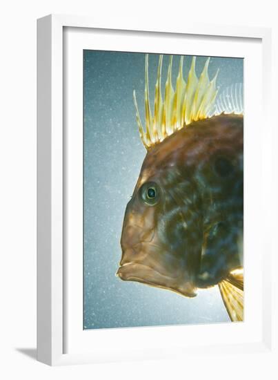 John Dory (Zeus Faber) Portrait, Babbacombe Bay, Devon, UK-Alex Mustard-Framed Photographic Print