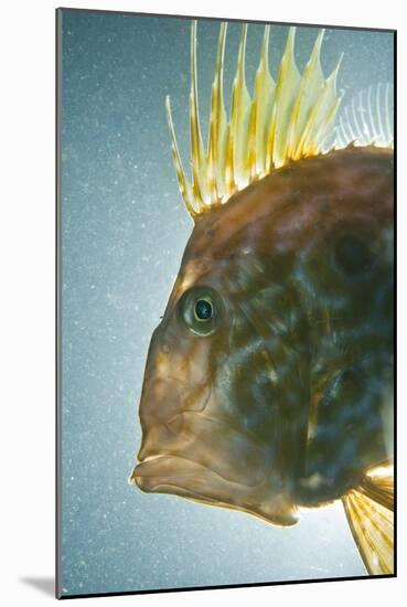 John Dory (Zeus Faber) Portrait, Babbacombe Bay, Devon, UK-Alex Mustard-Mounted Photographic Print