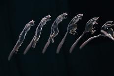 Bushbaby Jumping Sequence Image-John Downer-Stretched Canvas