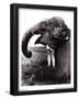 John Drysdale (An Elephant Never Forgets) Art Poster Print-null-Framed Poster
