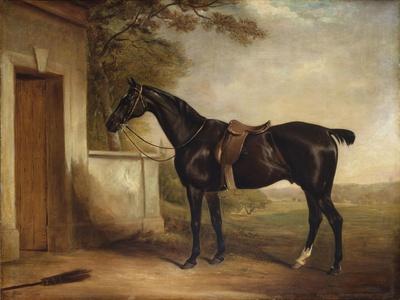 Portrait of Buckle, First Lord Chesham's Hunter, 1836