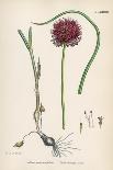 Allium-Round Head Garlic-John Edward Sowerby-Art Print