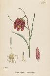 Allium-Round Head Garlic-John Edward Sowerby-Stretched Canvas