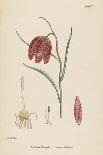 Common Fritillary-John Edward Sowerby-Photographic Print