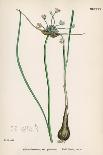 Plants, Allium Vineale-John Edward Sowerby-Stretched Canvas