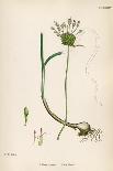 Allium-Round Head Garlic-John Edward Sowerby-Art Print