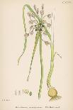 Allium-Round Head Garlic-John Edward Sowerby-Stretched Canvas