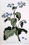 Borage with Blue Flowers, Illustration from 'The British Herbalist', March 1770-John Edwards-Giclee Print