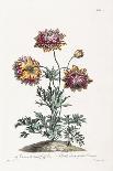 Ranunculus, Illustration from 'The British Herbalist', 1769-John Edwards-Giclee Print