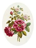 Damask Rose, Collection of Flowers Drawn and Disposed in an Ornamental and Picturesque Manner-John Edwards-Giclee Print