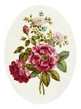 Broad Leav'D Garden Anemone-John Edwards-Giclee Print