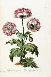 Anemone Hortensis Catifolia, from 'The British Herbal'-John Edwards-Giclee Print