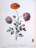 Garden Poppy with Black Seeds, 1769-John Edwards-Giclee Print