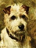 A Portrait of Nettle, a Terrier-John Emms-Giclee Print