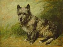 A Portrait of Nettle, a Terrier-John Emms-Giclee Print