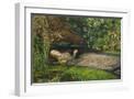 White Frame