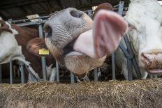 Domestic Cattle, crossbred dairy cow, close-up of head, with tongue out-John Eveson-Photographic Print