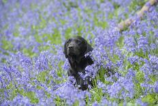 Domestic Dog, sitting amongst Bluebell (Endymion non-scriptus) flowering mass in woodland-John Eveson-Photographic Print