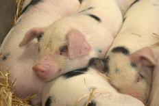 Domestic Pig, Middle White piglets, standing under heat lamp, England-John Eveson-Framed Photographic Print