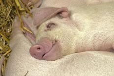 Domestic Pig, Gloucester Old Spot piglets, sleeping, close-up of heads-John Eveson-Photographic Print