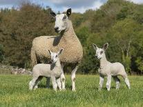 Domestic Sheep, Blue-faced Leicester, ewe with twin lambs, standing in pasture-John Eveson-Photographic Print