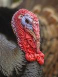 Domestic Turkey, bronze turkey, adult male, close-up of head-John Eveson-Photographic Print