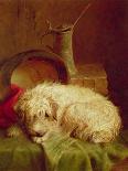 A Terrier-John Fitz Marshall-Stretched Canvas