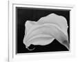 Gramercy White