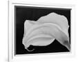 Gramercy White