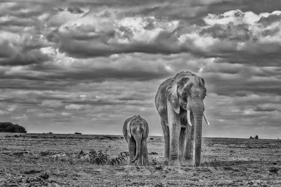 Photographic Print, , large