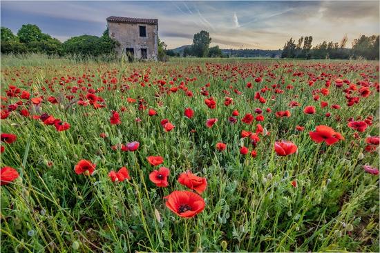 Premium Photographic Print, , large
