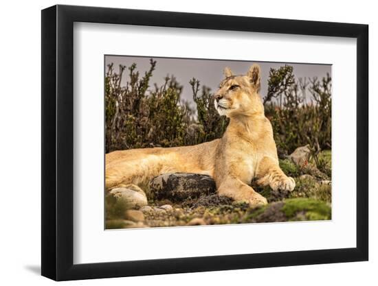Premium Photographic Print, , large