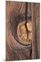Wood Mount
