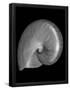 Essential Black
