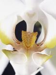 White Orchid-John-Francis Bourke-Stretched Canvas