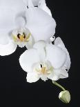 White Orchid-John-Francis Bourke-Laminated Photographic Print