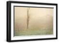Black Frame