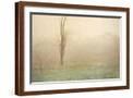 Brown Frame