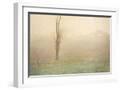 White Frame