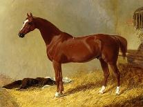 A Bay Racehorse in a Stall-John Frederick Herring I-Giclee Print