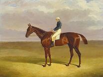 A Bay Racehorse in a Stall-John Frederick Herring I-Giclee Print