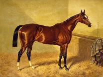 A Bay Racehorse in a Stall-John Frederick Herring I-Giclee Print