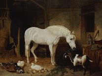 A Bay Racehorse in a Stall-John Frederick Herring I-Giclee Print