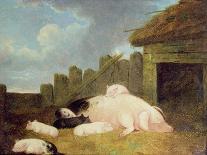 Three Horses with Pigs-John Frederick Herring Jnr-Giclee Print